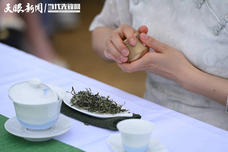 （中首）貴州：由茶産業大省向強省邁進 “採”出黔茶高品質發展新天地