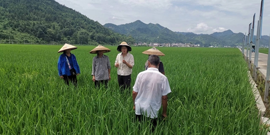 貴州碧江：立體生態農業悄然“蛻變” 繪就新興農村圖_fororder_碧江3