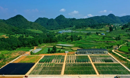 （供稿）貴州都勻擺茶科研基地進入大田管護關鍵期_fororder_微信圖片_20220711160417