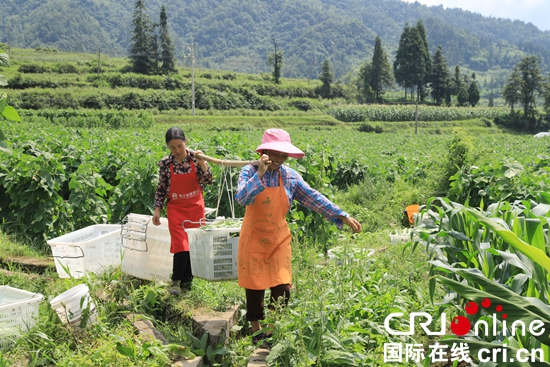 貴州麻江：奮力推進蔬菜産業高品質發展_fororder_麻江3