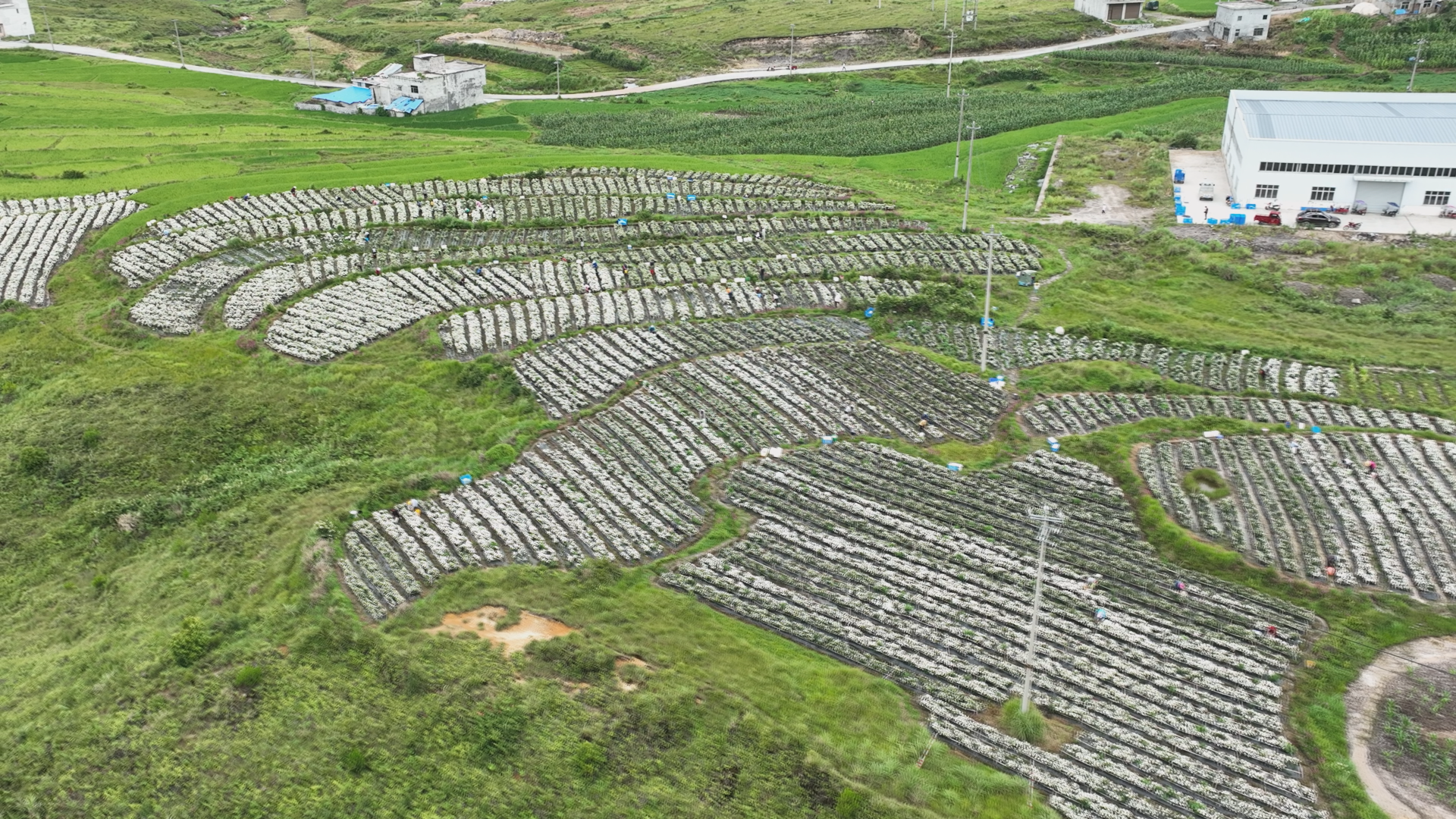 （供稿）貴州平塘大塘鎮菊花上市 預計産值300萬_fororder_菊花基地