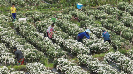 （供稿）貴州平塘大塘鎮菊花上市 預計産值300萬_fororder_菊花基地一角