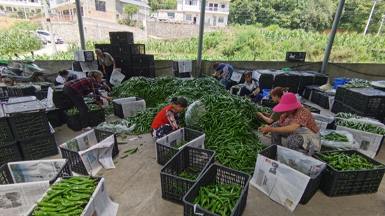 （供稿）貴州修文陸豐村：發展辣椒産業 帶動群眾持續增收_fororder_微信圖片_20220808135114