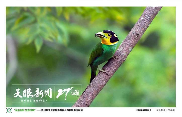 首屆貴州野生生物攝影作品展在貴州省圖書館北館開展 展至8月21日