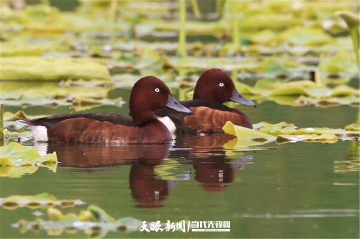 畢節草海：生態環境好 處處聞啼鳥