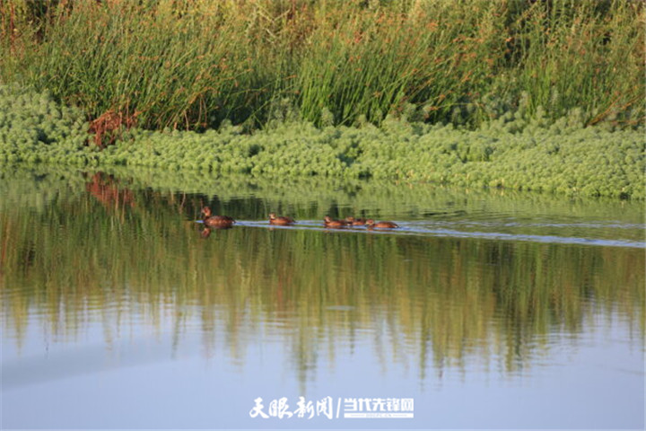 畢節草海：生態環境好 處處聞啼鳥