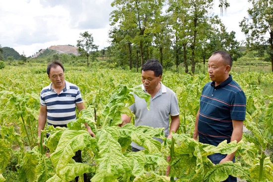 貴州惠水：謀劃打造煙葉産業綜合體 助力鄉村振興_fororder_惠水2