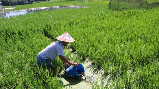 貴州修文六廣鎮：稻田養魚助增收 托起農民“致富夢”_fororder_20220728155712-0enJv1-20220728114618-XPGUfO-