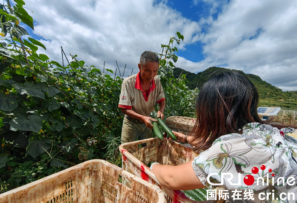 （原創）貴州修文程官村：鄉村大地秋收忙_fororder_d8ea9d90a78a7a99f7c5a610f18395e