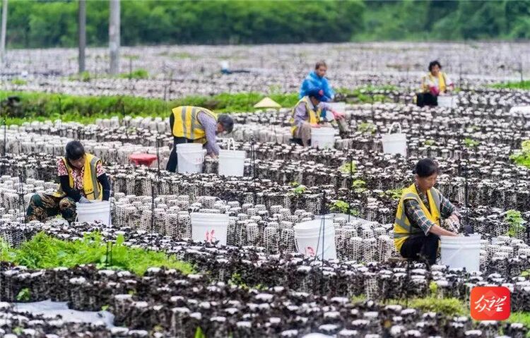 貴州萬山：綠色轉型推動“兩山理論”落地生根