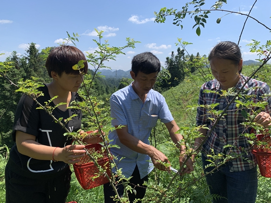 （供稿）貴州麻江：黨建引領奏響富民“椒”響曲_fororder_高枧村黨支部黨員示範帶頭向村民推廣花椒管護及種植技術.JPG