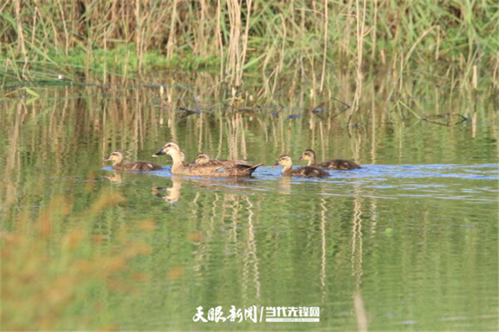 畢節草海：生態環境好 處處聞啼鳥