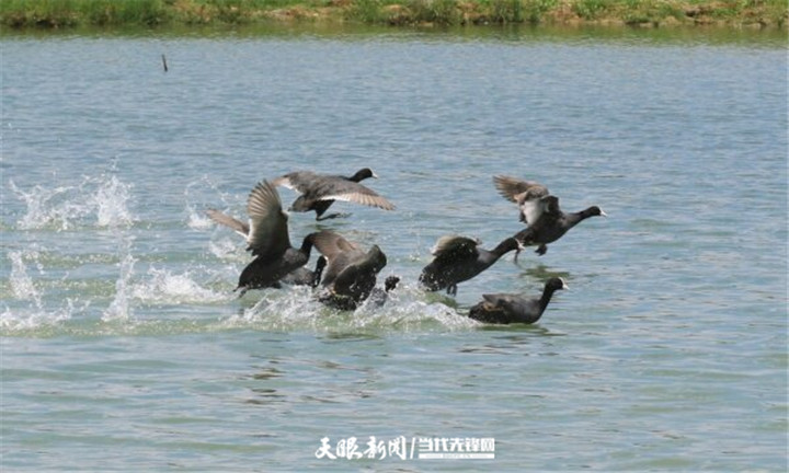 畢節草海：生態環境好 處處聞啼鳥