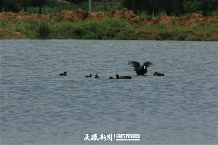 畢節草海：生態環境好 處處聞啼鳥