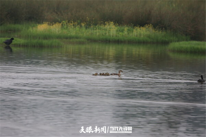 畢節草海：生態環境好 處處聞啼鳥