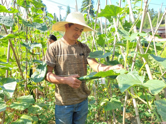 貴州碧江六龍山鄉：黨委政府護航 高山冷涼蔬菜喜獲豐收_fororder_碧江2