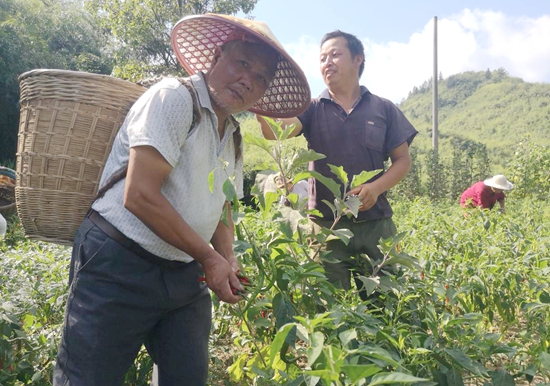 貴州碧江六龍山鄉：黨委政府護航 高山冷涼蔬菜喜獲豐收_fororder_3