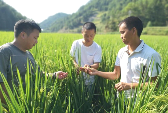 貴州碧江和平鄉：動用一切力量抗旱保生産促增收_fororder_2