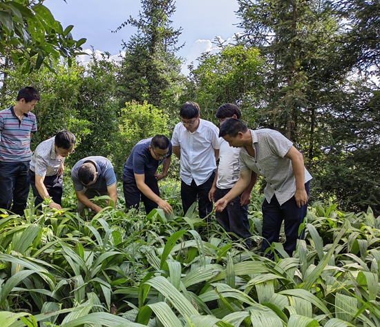 （供稿）貴州盤州：36名科技特派員積極行動 助力鄉村振興_fororder_何海永同其他農技專家在黃精地查看長勢