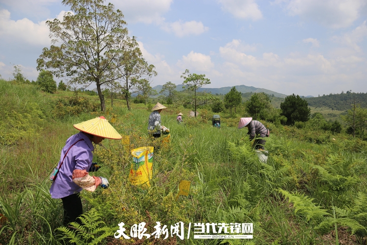 黔南荔波：小刺梨做成大産業 野果變身“黃金果”