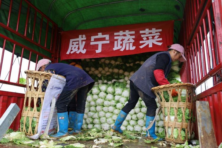 畢節威寧1000余噸蔬菜連夜發往貴陽