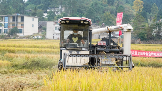 （供稿）貴州甕安：水稻機收“大比武” 減損降耗保增收_fororder_2