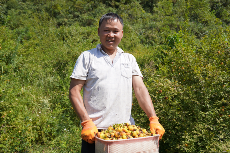 貴州初好：刺梨收購旺 生産加工忙