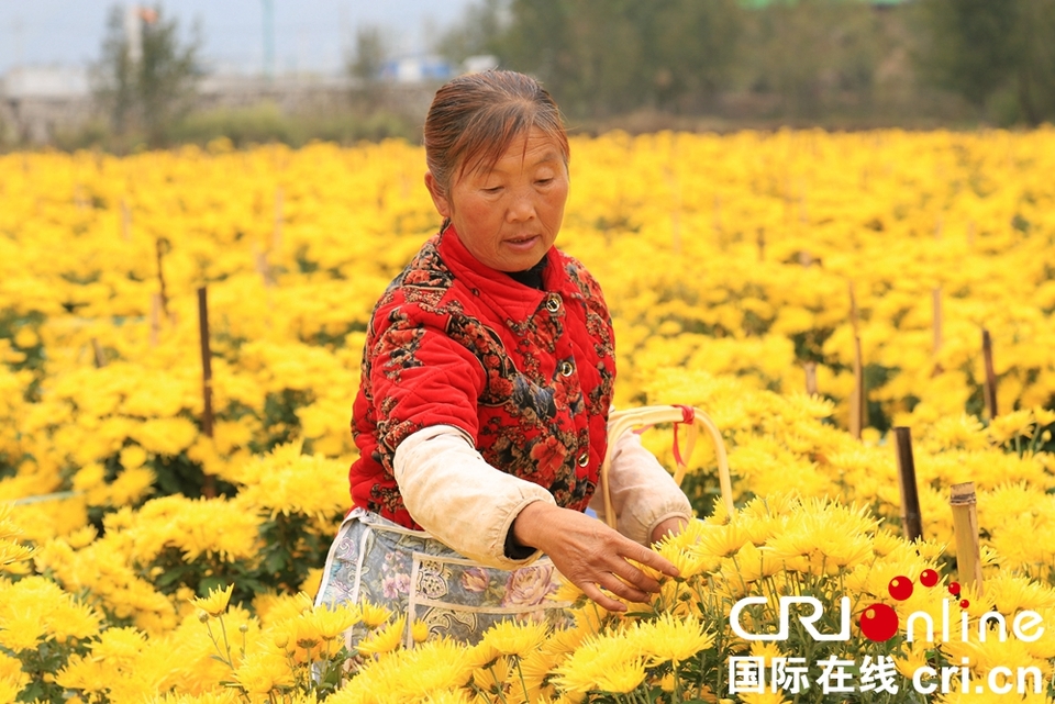 （供稿）貴州鍾山：秋日“黃花”分外香_fororder_微信圖片_20221013145130