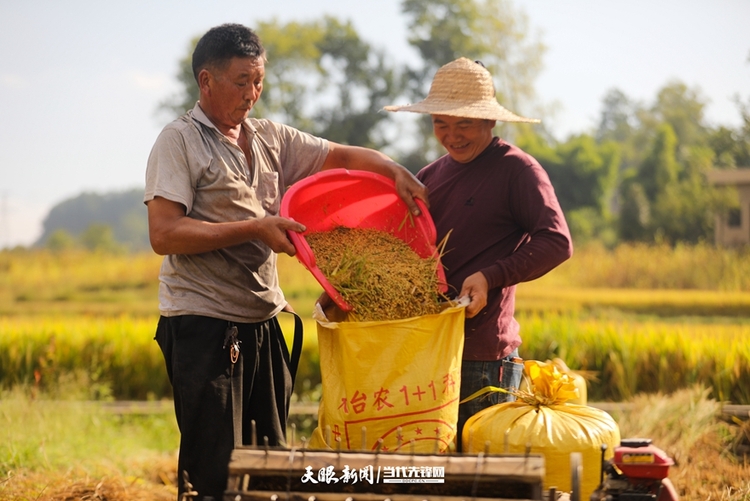 （頭條）“糧策”穩糧倉 ——貴州省農業豐收“三重奏”系列報道之一