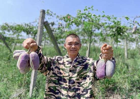 貴州甕安：八月瓜熟果飄香 助農增收採摘忙_fororder_3