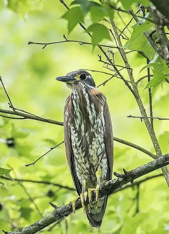 瀕危鳥類“海南鳽”現身黔西南 貴州野生鳥類“朋友圈”不斷“上新”_fororder_鳥1