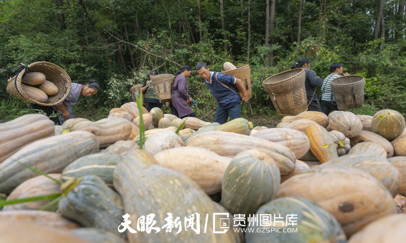 貴州大地五彩“豐”景