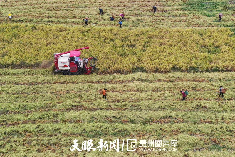 貴州大地五彩“豐”景