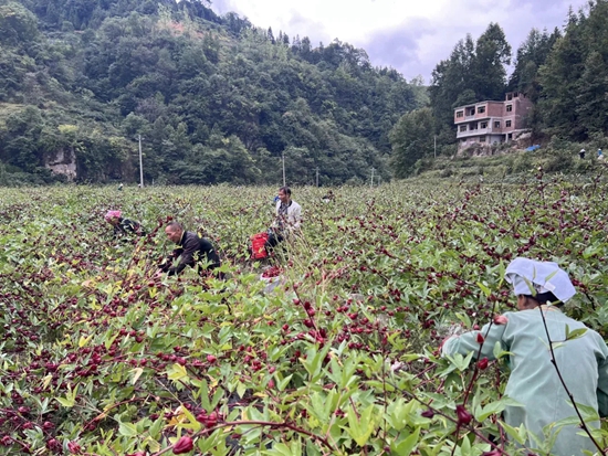 （供稿）貴州都勻潘硐村：“植物紅寶石”拓寬群眾致富路_fororder_29407c888bd738e94ca6d54543b8776