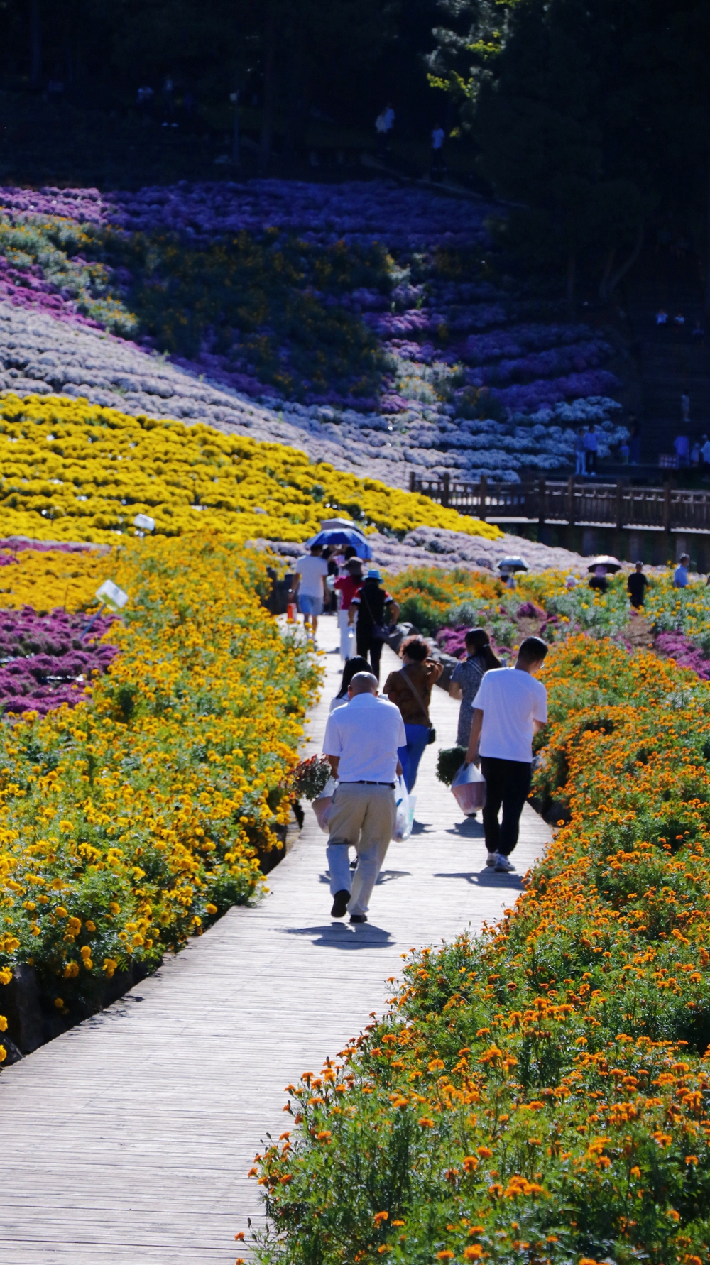 貴州麻江：“打卡”卡烏菊花園 賞秋日美景_fororder_5a43c4b05cf4887eba04a953d062a38