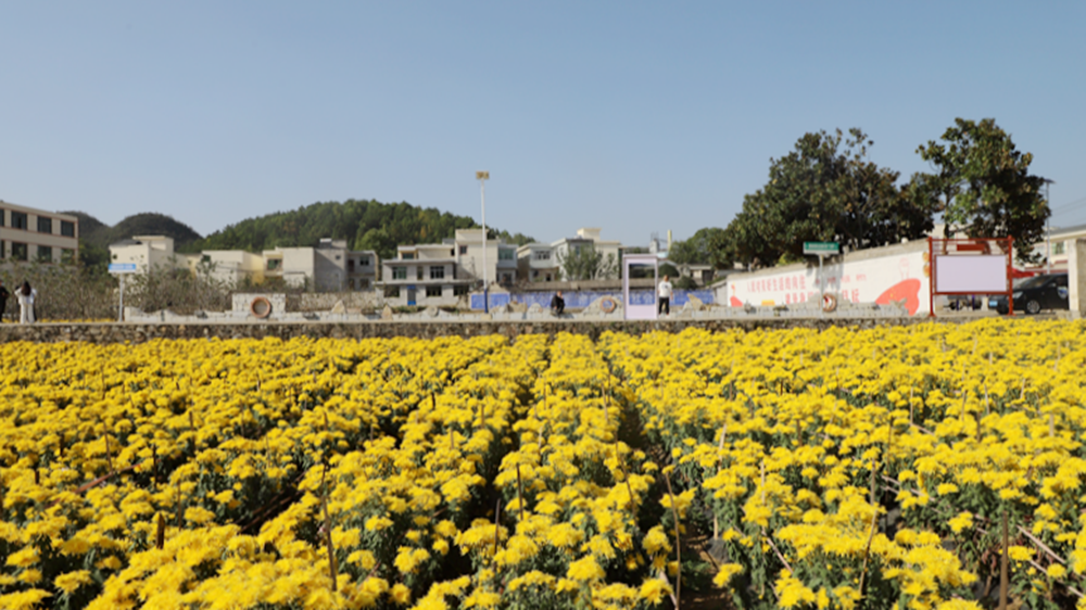 貴州修文灑坪鎮：菊花好“豐”景 遊客紛至遝來_fororder_修文2