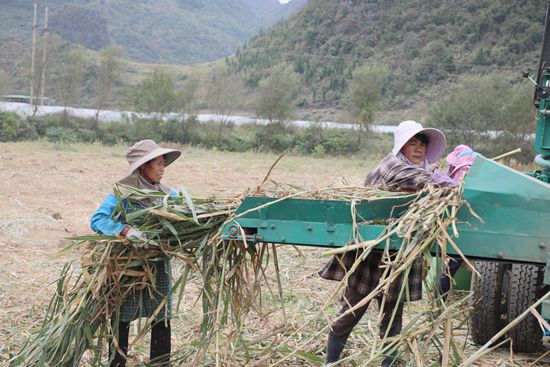 貴州長順鼓揚：盤活閒置資産 打造全新産業鏈_fororder_務工群眾將菌草加工為草料.JPG