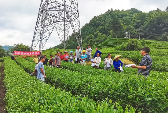 （供稿）貴州都勻：加強茶園秋冬管護 助推産業提質增效_fororder_fd4744b55d98105dbde6236b1503390