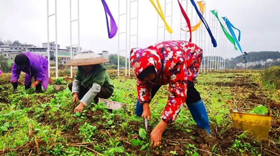 貴州碧江：200余名農技幹部開展培訓 助力油菜移栽_fororder_微信圖片_20221107155155