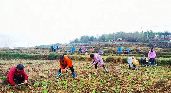 貴州碧江：200余名農技幹部開展培訓 助力油菜移栽_fororder_微信圖片_20221107155214