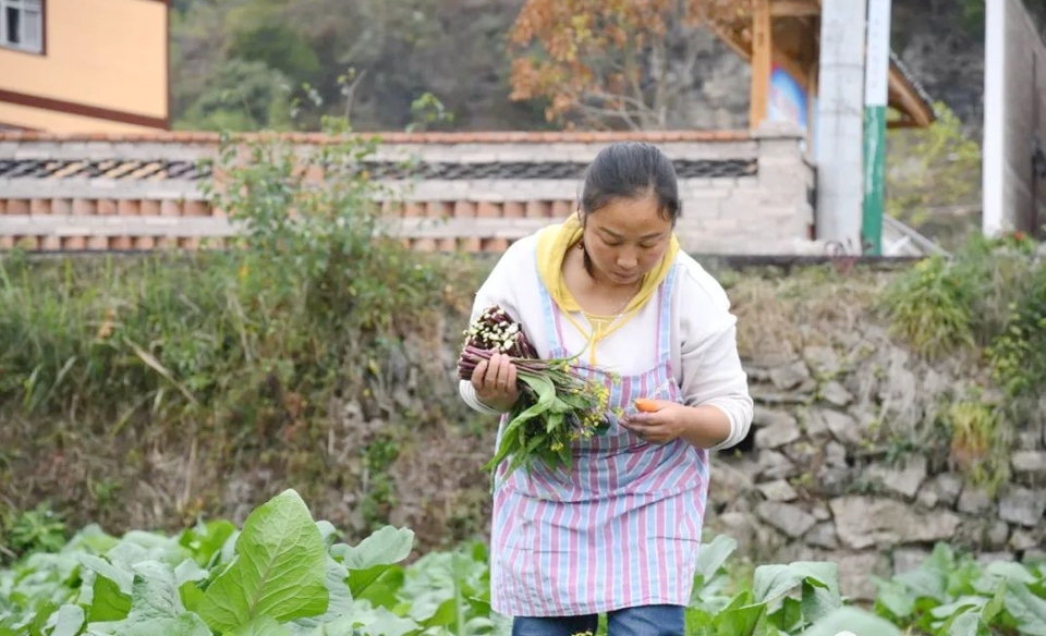 貴州麻江：蔬菜採摘移栽忙 産業發展促增收_fororder_7