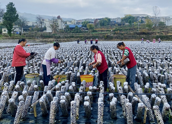 （供稿）貴州思南：冬季木耳採摘忙 群眾增收有保障_fororder_村民正在基地採摘