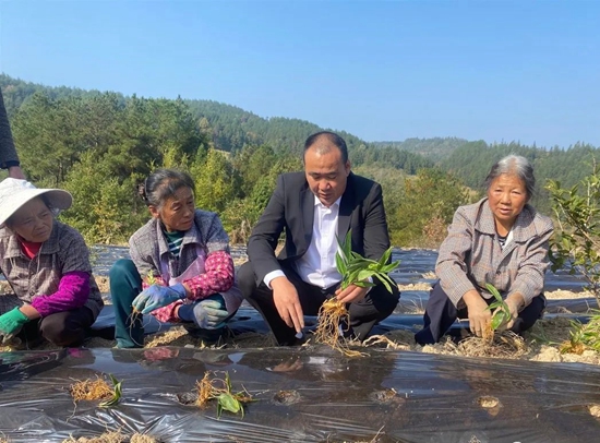 （供稿）貴州思南：發展林下種植 實現生態效益和經濟效益共贏_fororder_農技專家正在指導村民種植（思南縣融媒中心供圖）