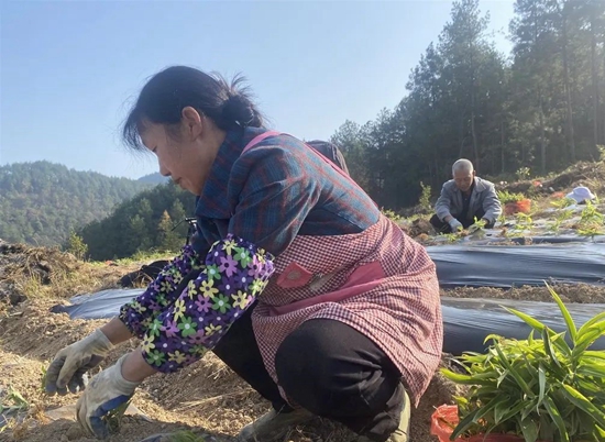 （供稿）貴州思南：發展林下種植 實現生態效益和經濟效益共贏_fororder_村民正在種植（思南縣融媒中心供圖）