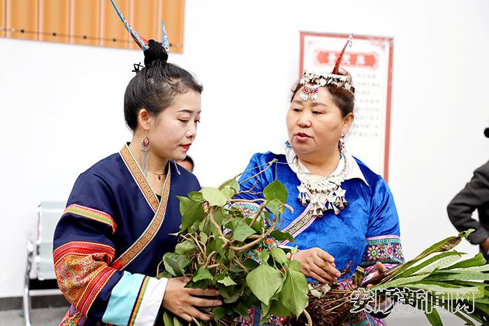 關山索嶺藥飄香，助農興産“配良方”——雲貴高原道地藥材安順關嶺集散中心開市見聞