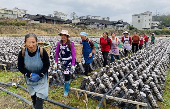 （供稿）貴州思南：加快推動農業現代化 助力鄉村全面振興_fororder_檬子樹村木耳采收