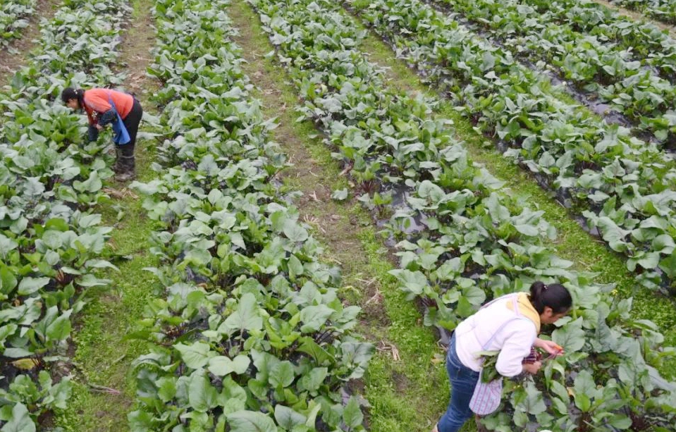 貴州麻江：蔬菜採摘移栽忙 産業發展促增收_fororder_8