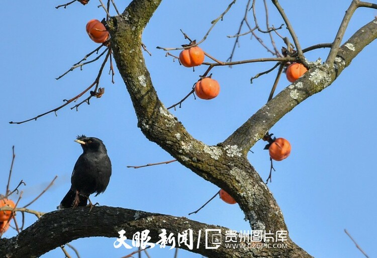 貴陽南明：冬暖柿紅鳥歡