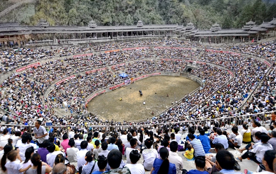 貴州榕江：推動旅遊大提質 全力提升旅遊品牌影響力_fororder_榕江縣樂裏七十二寨舉辦鬥牛賽事