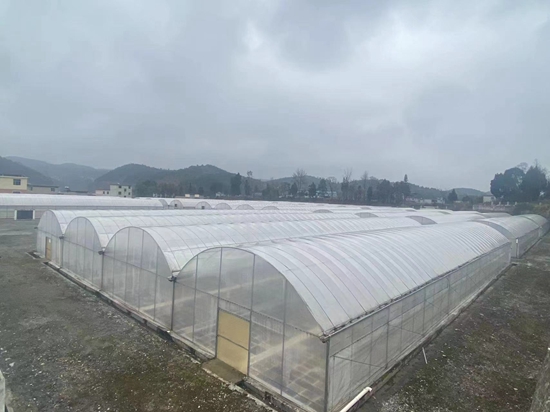 貴州思南：大力發展烤煙育苗 助力鄉村振興_fororder_育苗基地2（凡紹集 攝）